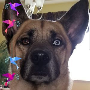 Meet your Posher, Chris